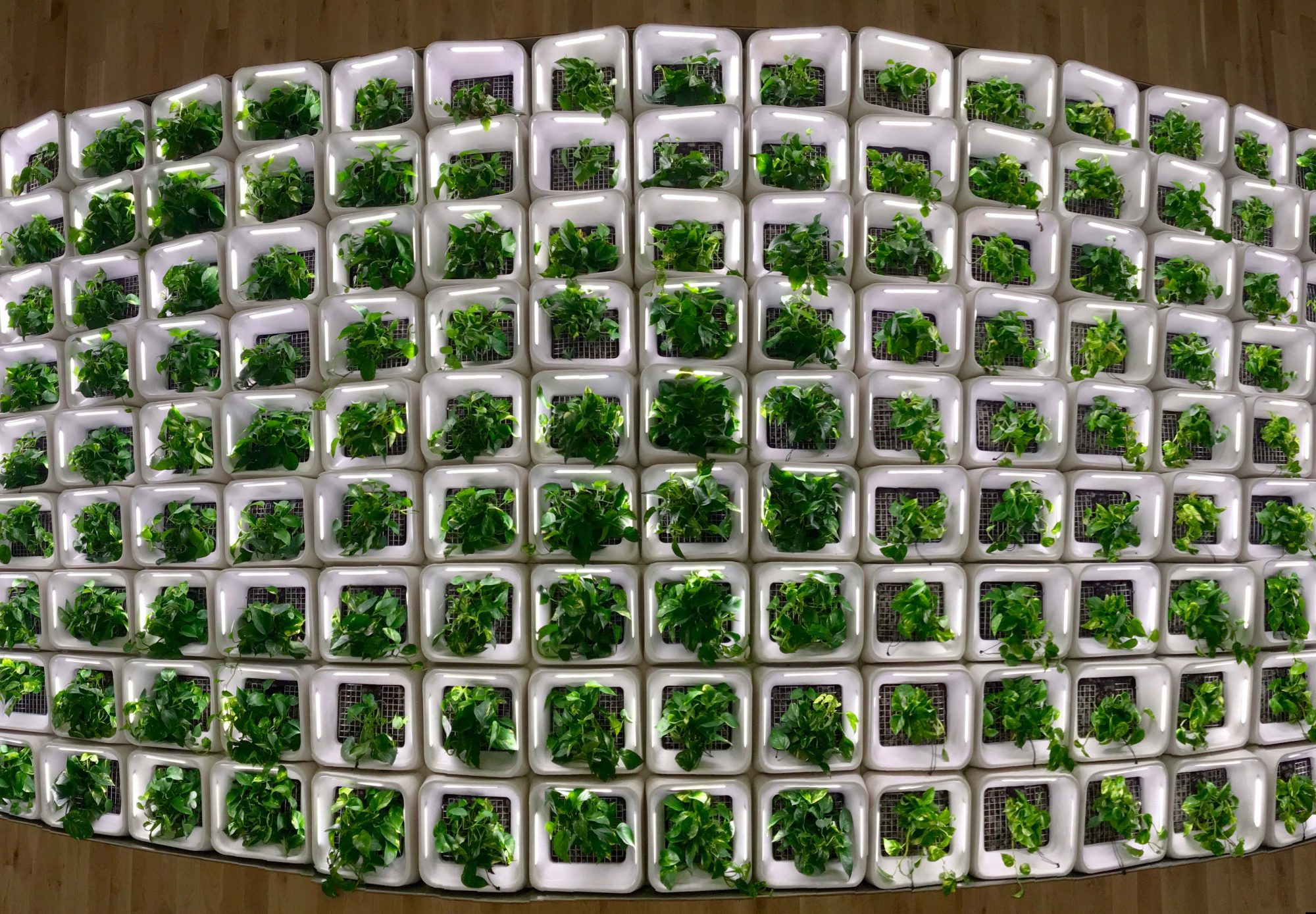 Fresh Air Building Systems plant wall
